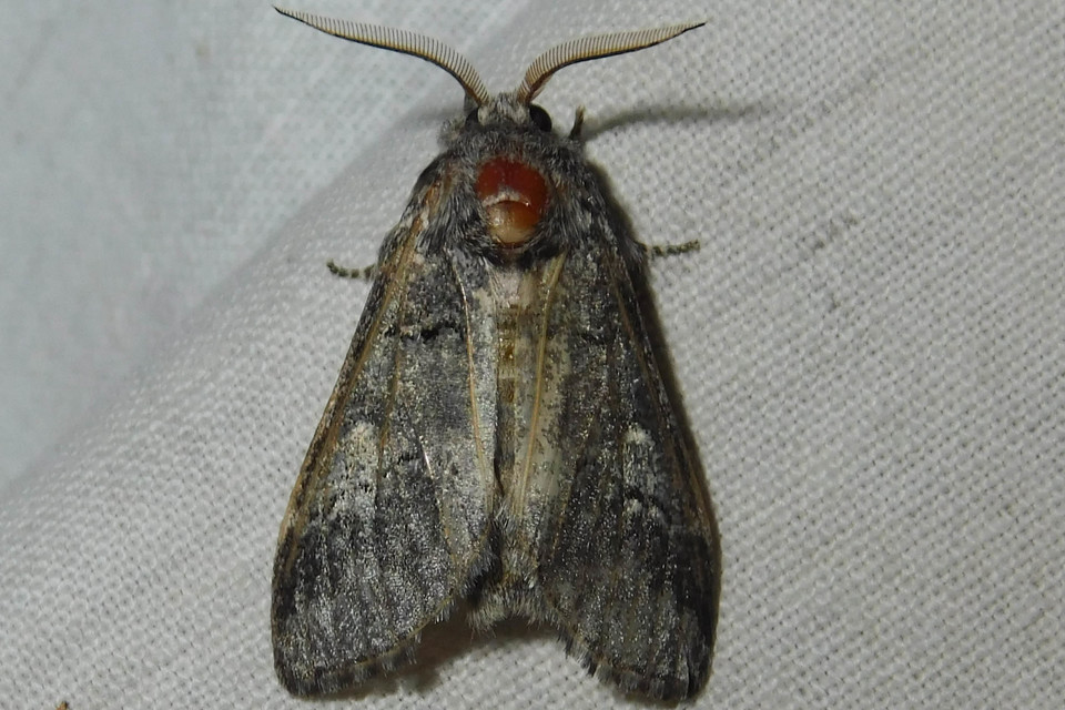 Drymonia querna - tölgyfa-púposszövő