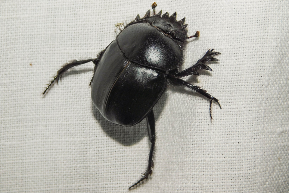 Scarabaeus typhon - óriás-galacsinhajtó