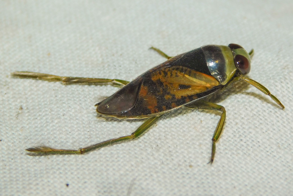Corixidae - búvárpoloskák Corixidae - búvárpoloskák