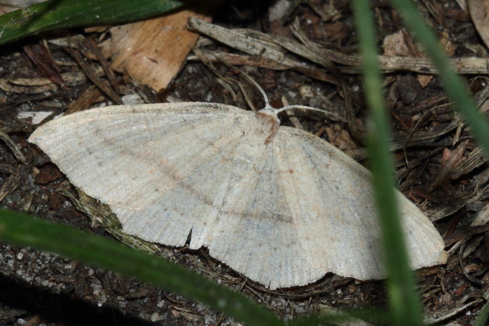 Cyclophora linearia - vonalas pettyesaraszoló