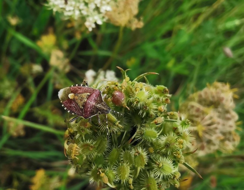 Dolycoris baccarum - közönséges bogyómászó-poloska