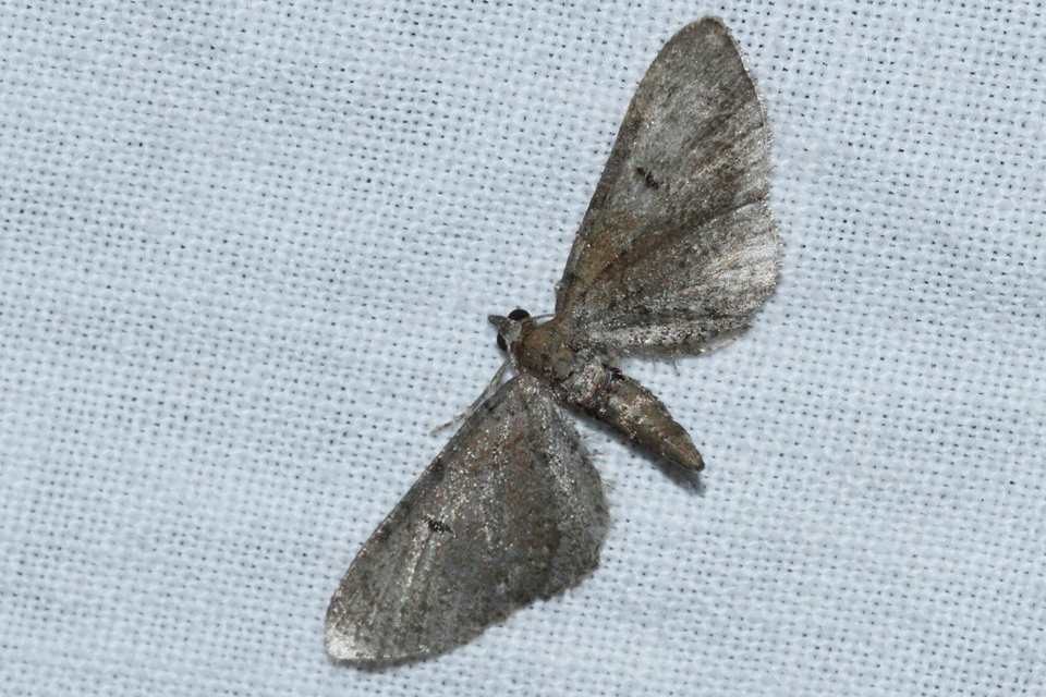 Eupithecia absinthiata - üröm-törpearaszoló