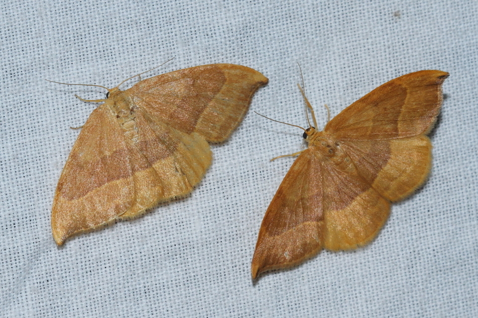 Watsonalla cultraria - bükkfa-sarlósszövő