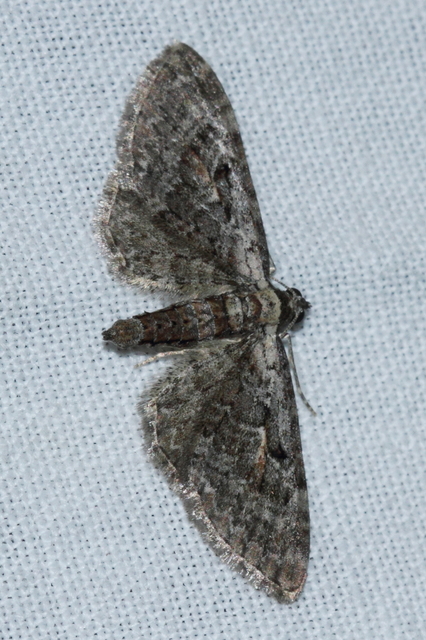 Eupithecia icterata - rozsdafoltos törpearaszoló