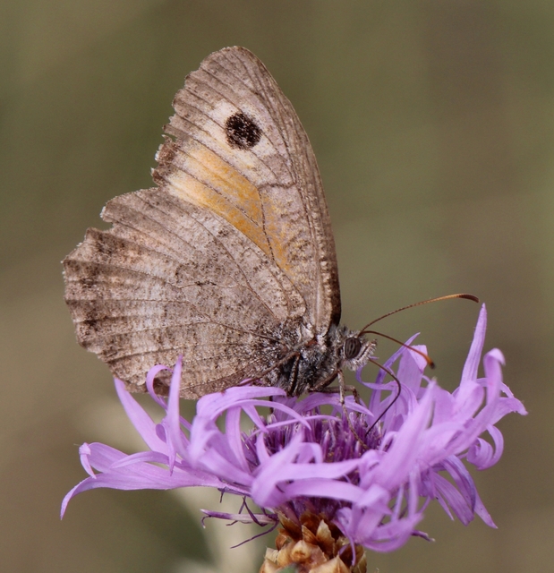 Arethusana arethusa - közönséges szemeslepke