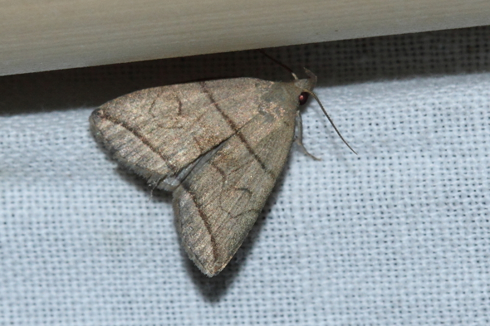 Herminia grisealis - ligeti karcsúbagoly