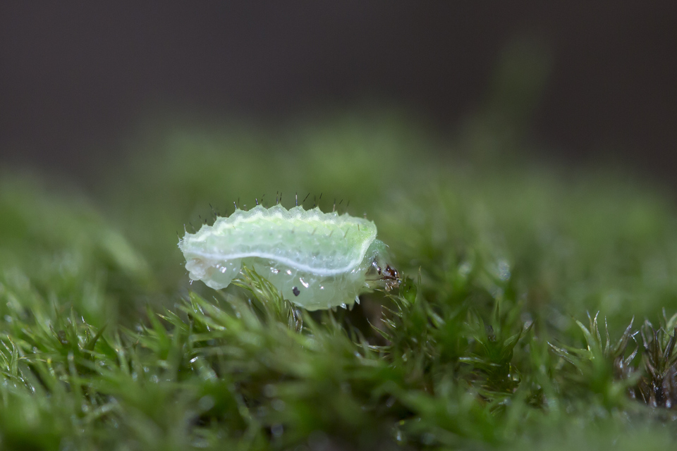 Apoda limacodes - kagylólepke