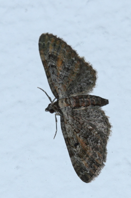 Eupithecia icterata - rozsdafoltos törpearaszoló