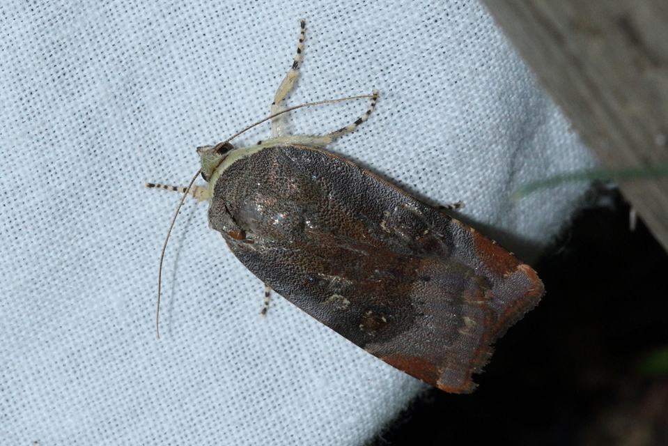 Noctua janthe/janthina