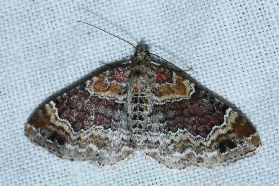 Xanthorhoe spadicearia - sávos tarkaaraszoló
