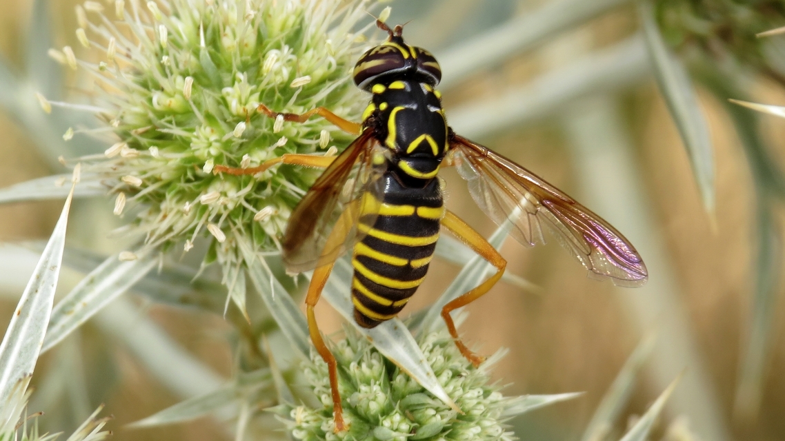 Spilomyia saltuum - keskenysávú odúzengőlégy