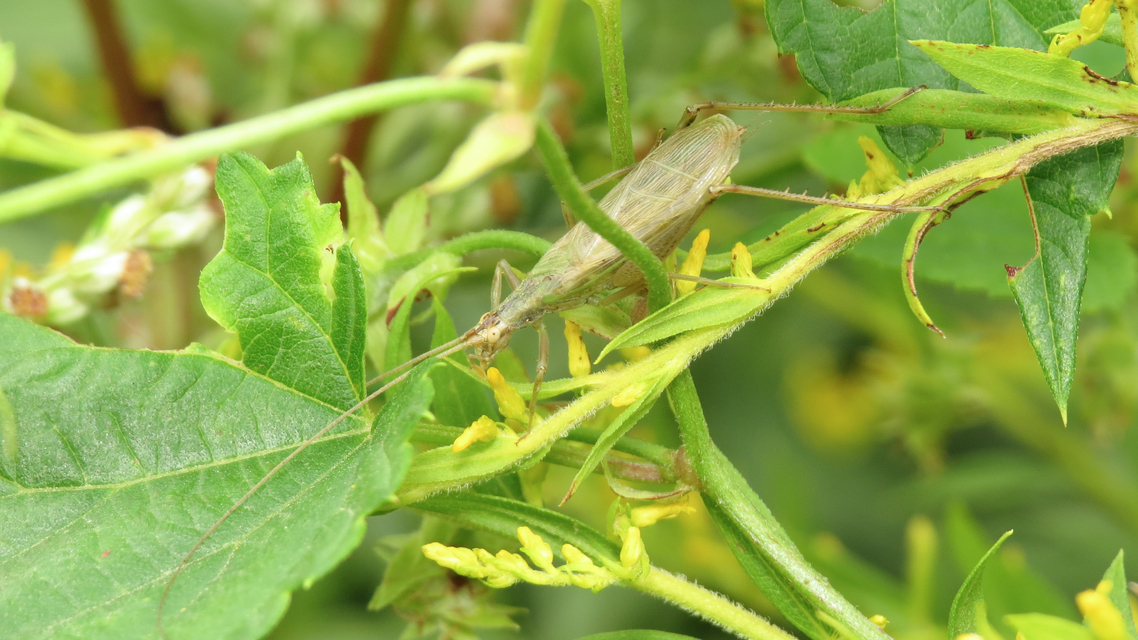 Oecanthus pellucens - pirregőtücsök