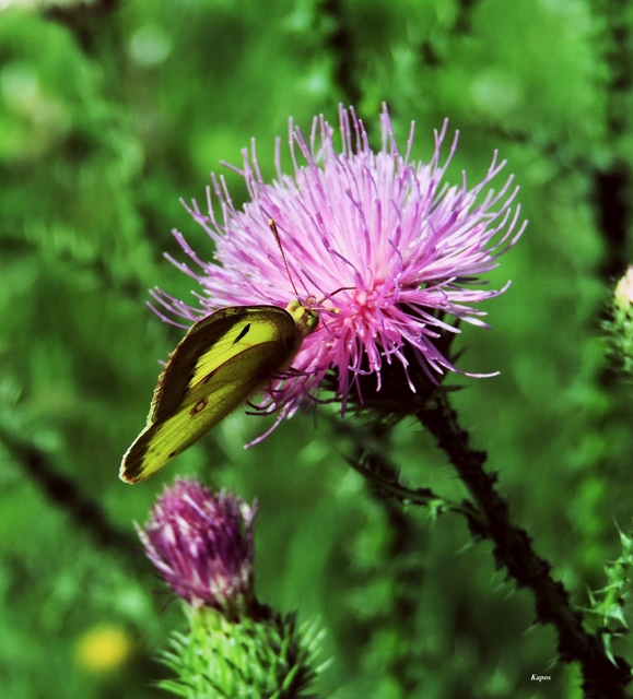Colias erate - csángó-kéneslepke