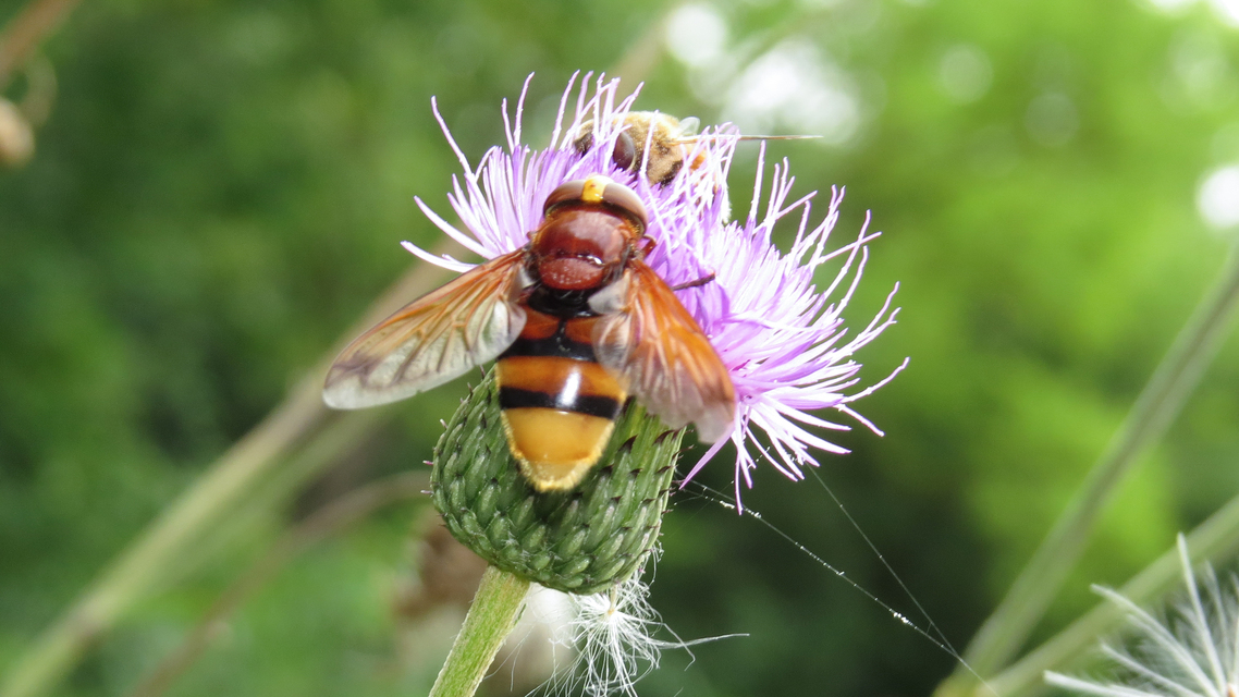 Volucella zonaria - kétöves pihelégy