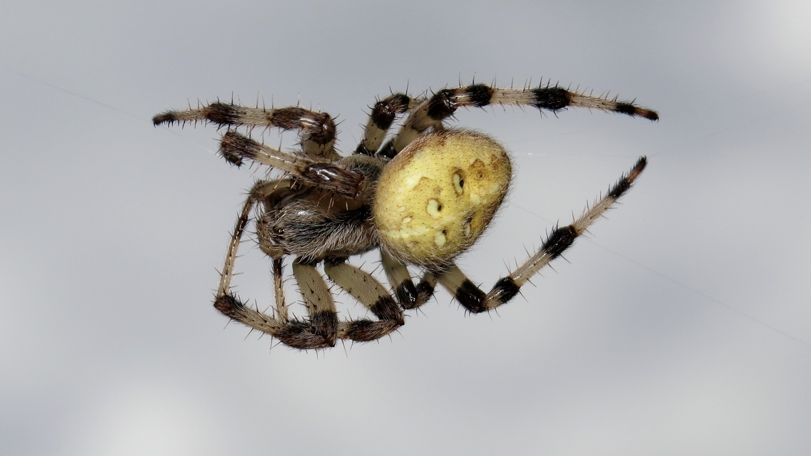 Araneus quadratus - négyes keresztespók
