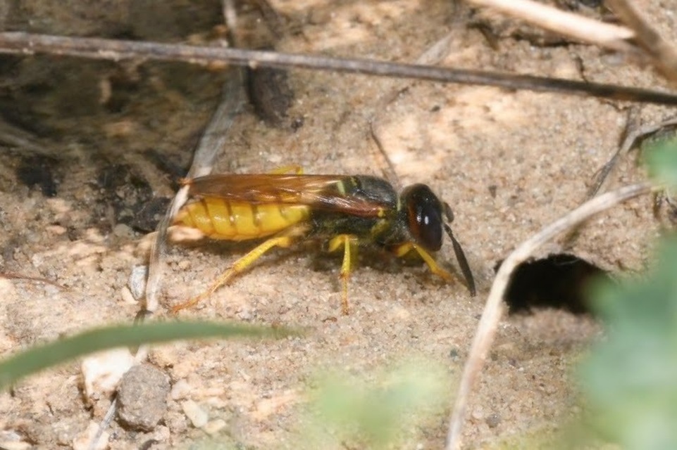 Philanthus triangulum - közönséges méhfarkas