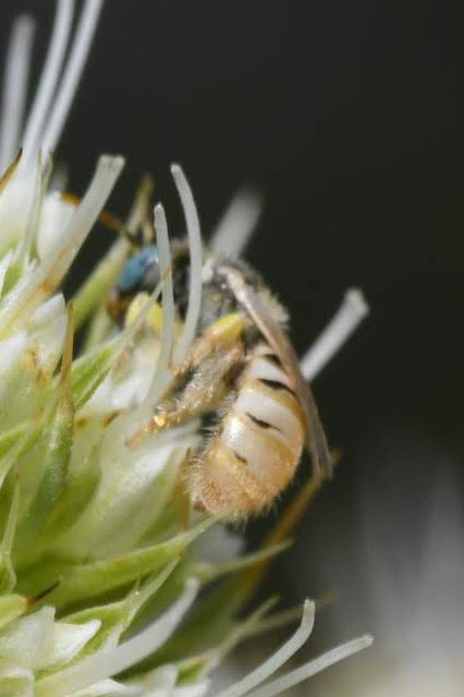 Nomioides minutissimus