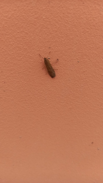 Nomophila noctuella - közönséges vándormoly