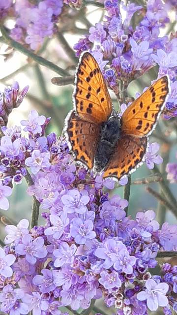 Lycaena thersamon - kis tűzlepke
