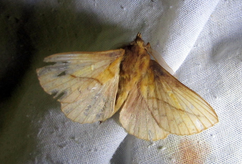 Euthrix potatoria - szomjas pohók