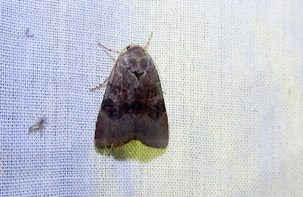 Noctua janthe/janthina