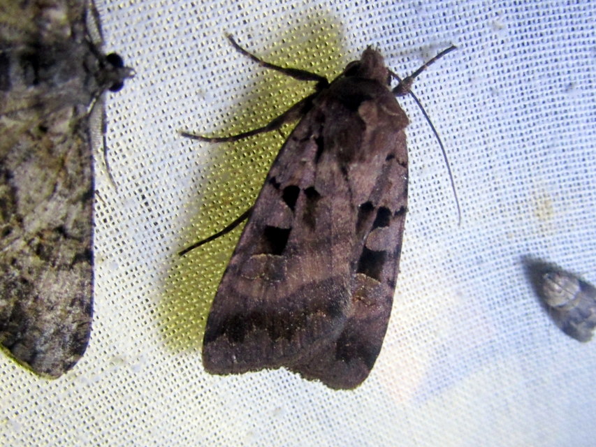 Xestia stigmatica - rombuszos fűbagoly