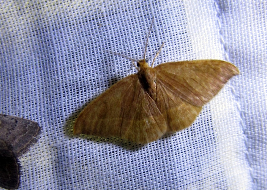 Watsonalla cultraria - bükkfa-sarlósszövő