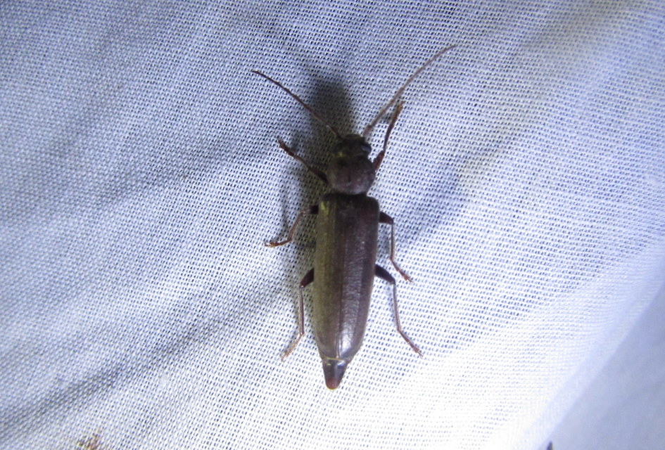 Arhopalus rusticus - gödrösnyakú cincér