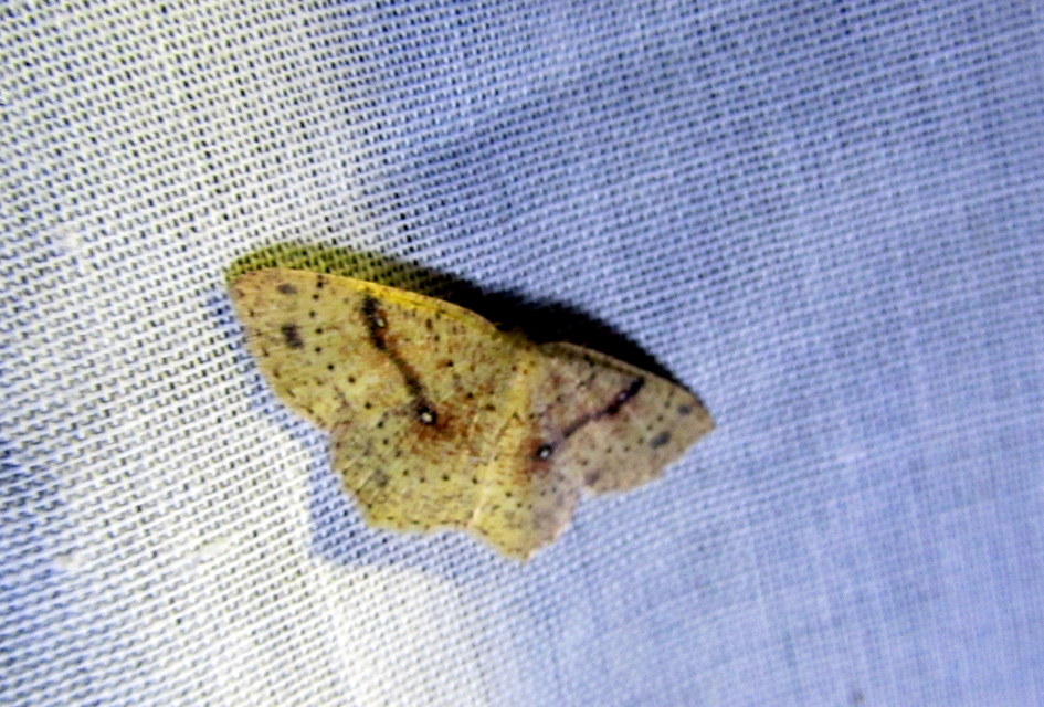 Cyclophora porata - körös pettyesaraszoló
