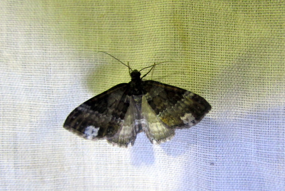 Melanthia procellata - hullámos tarkaaraszoló
