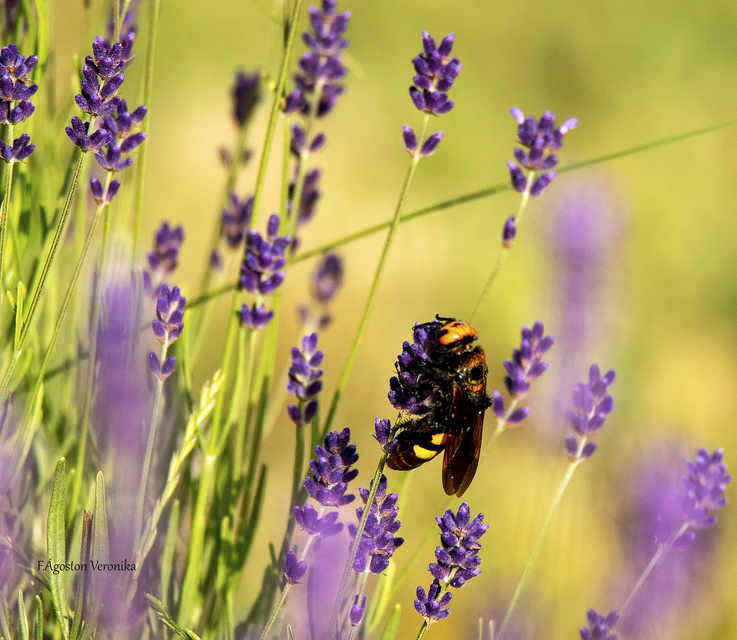 Megascolia maculata - óriás-tőrösdarázs