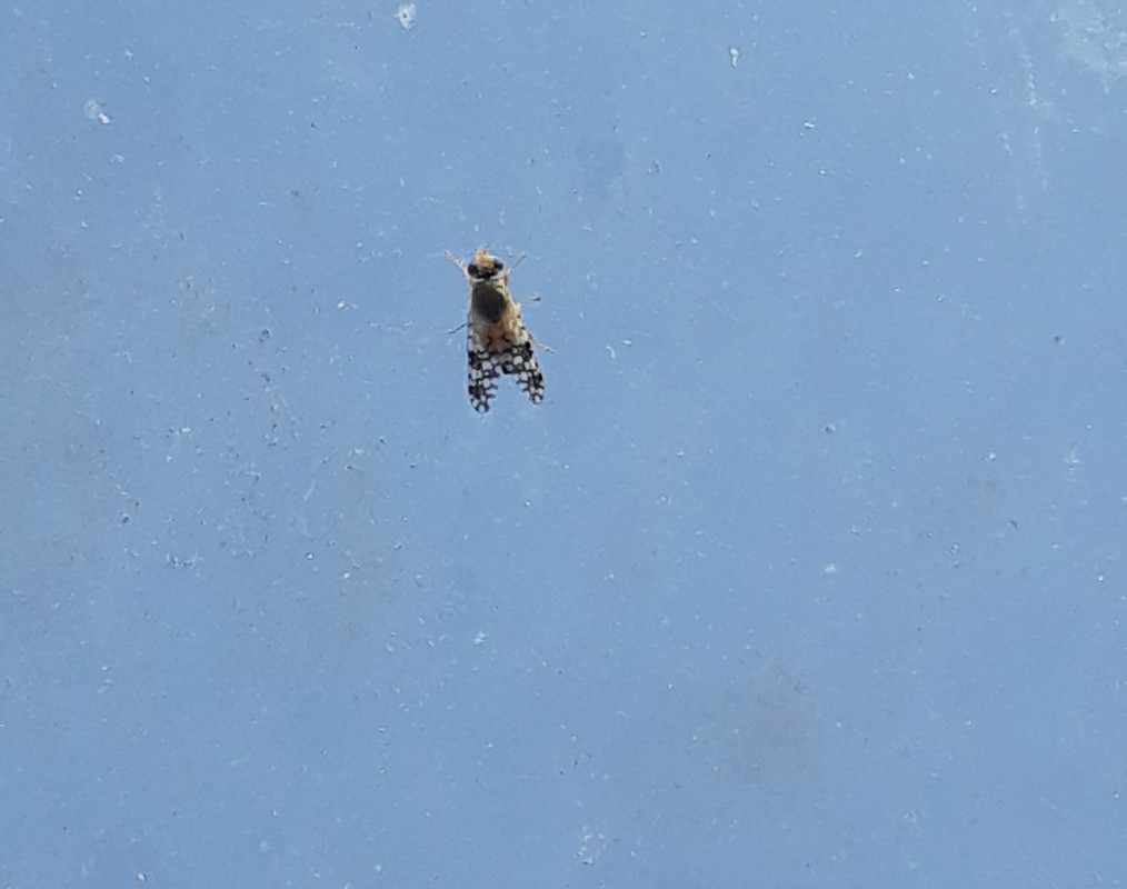Tephritis praecox