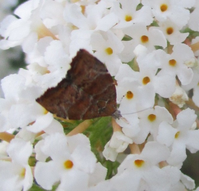 Choreutis nemorana - füge-levélmoly