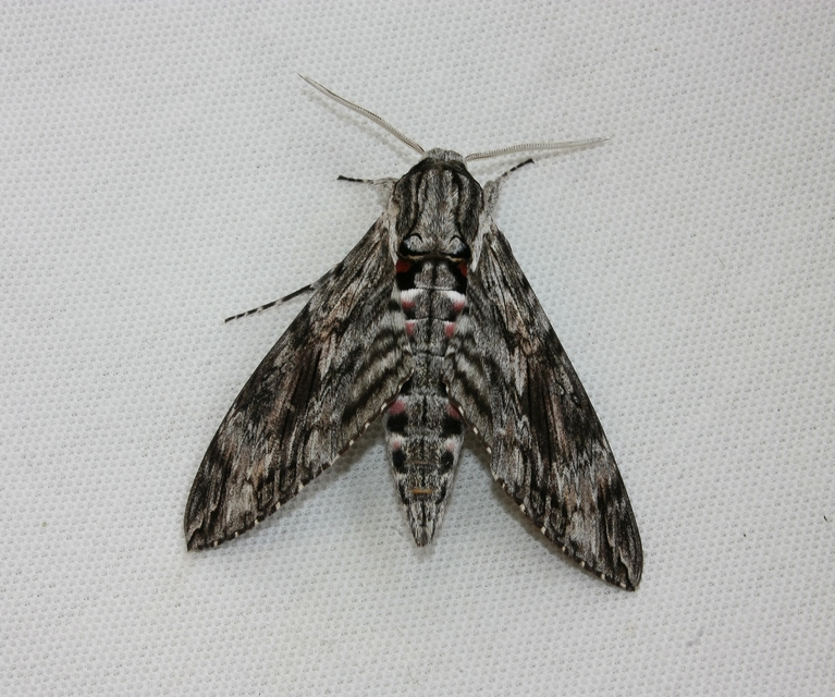 Agrius convolvuli - szulákszender