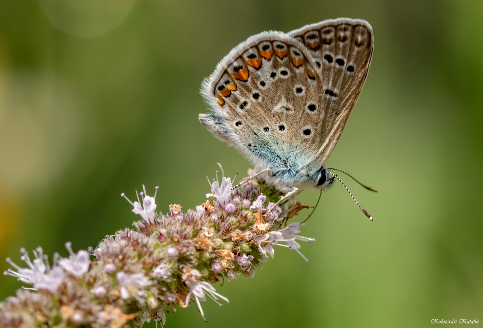 Polyommatus icarus - közönséges boglárka