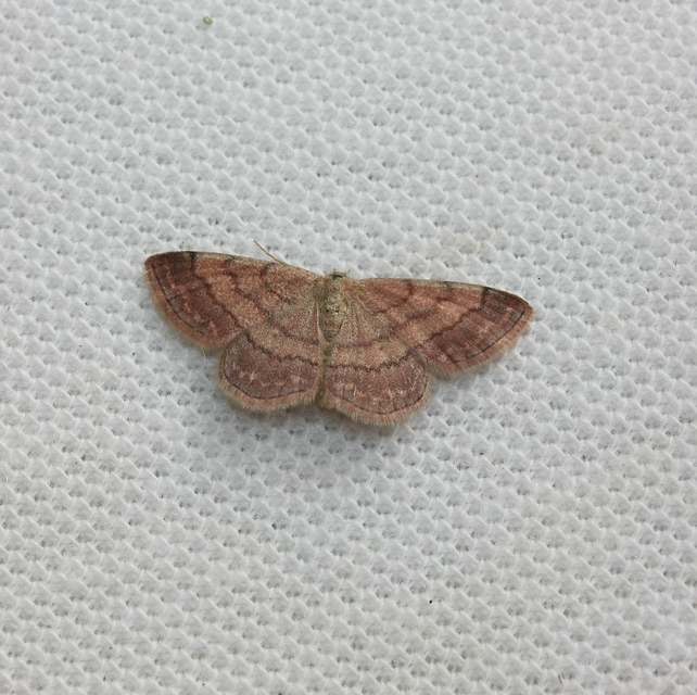 Scopula rubiginata - réti pirosaraszoló