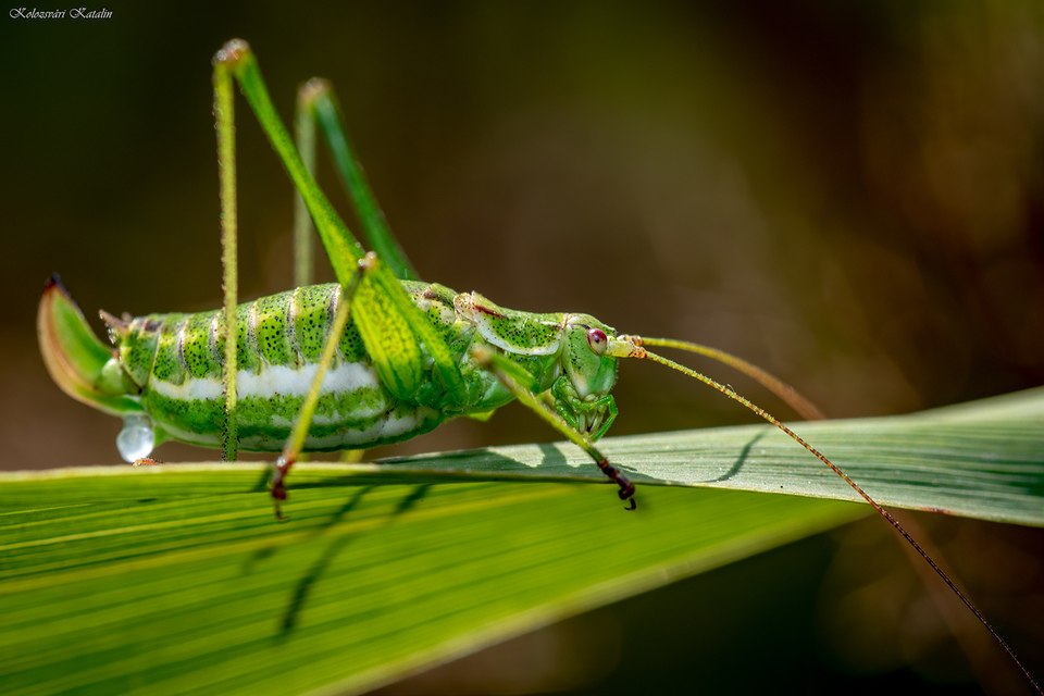 Leptophyes albovittata - közönséges virágszöcske