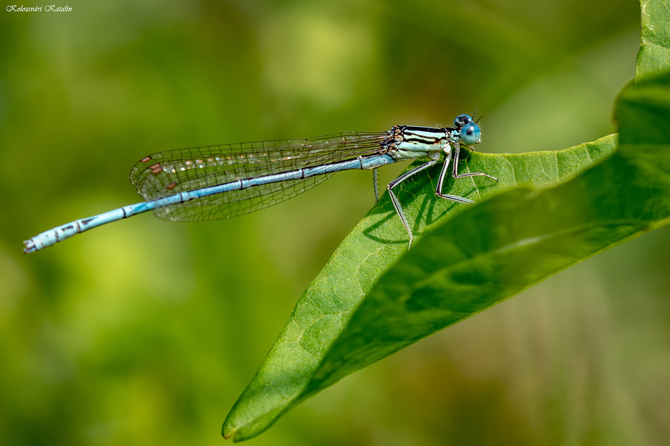 Platycnemis pennipes - széleslábú szitakötő