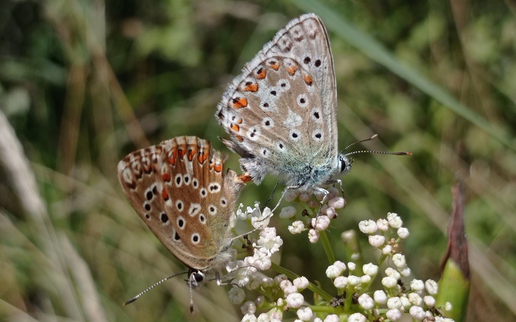 Polyommatus coridon - ezüstkék boglárka