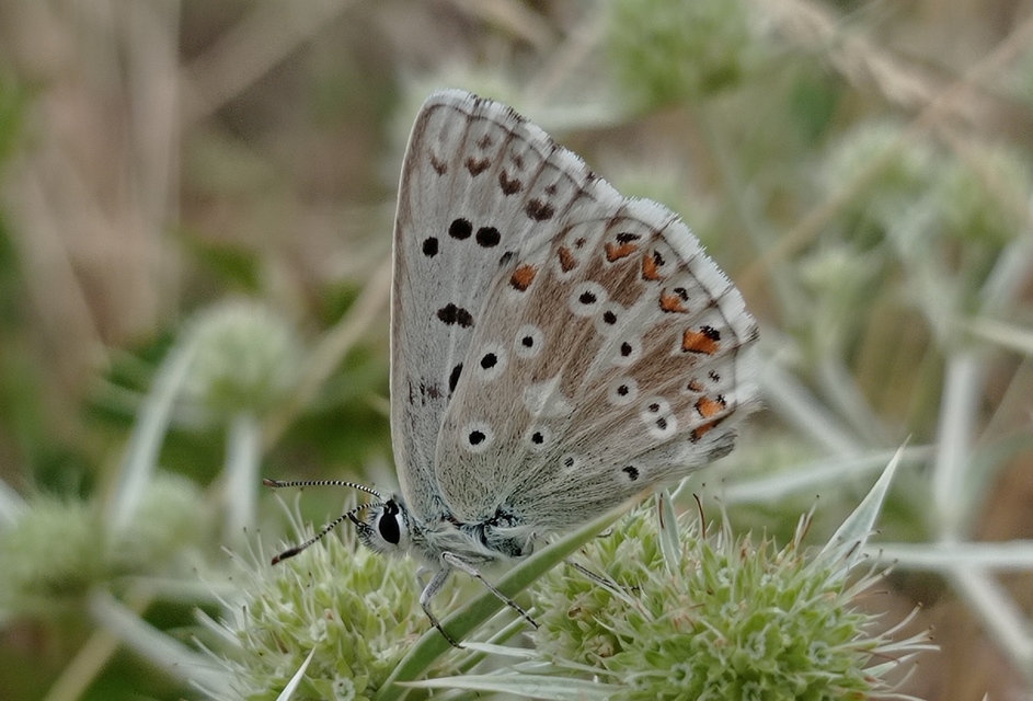 Polyommatus coridon - ezüstkék boglárka
