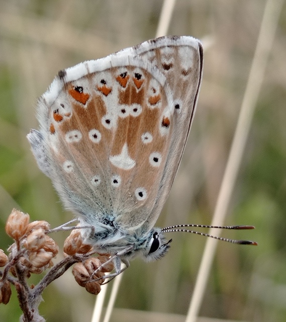 Polyommatus coridon - ezüstkék boglárka