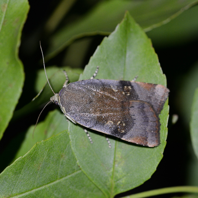 Noctua janthe/janthina