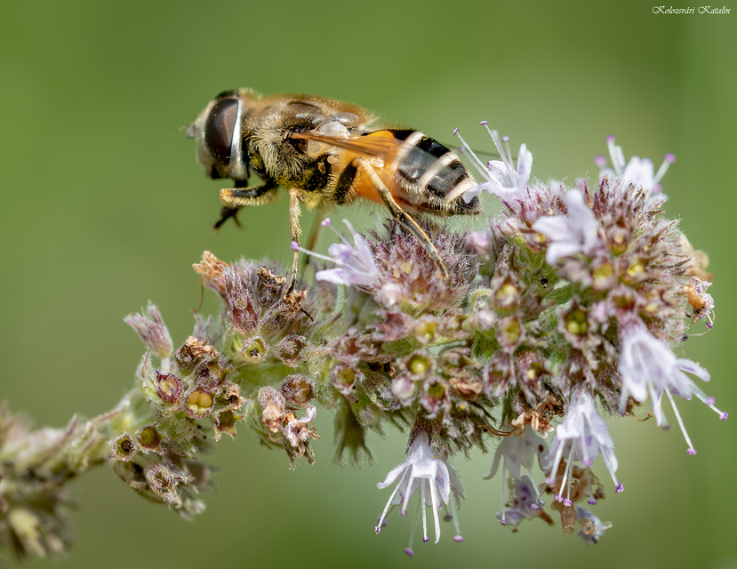 Eristalis arbustorum - fehérarcú herelégy