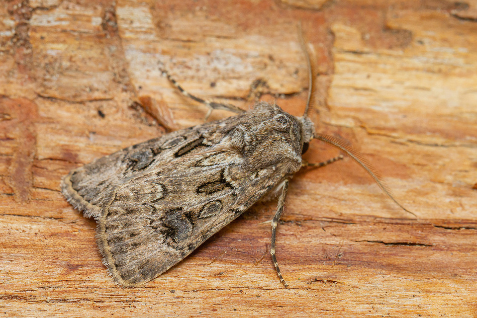 Agrotis bigramma - kétjegyű földibagoly