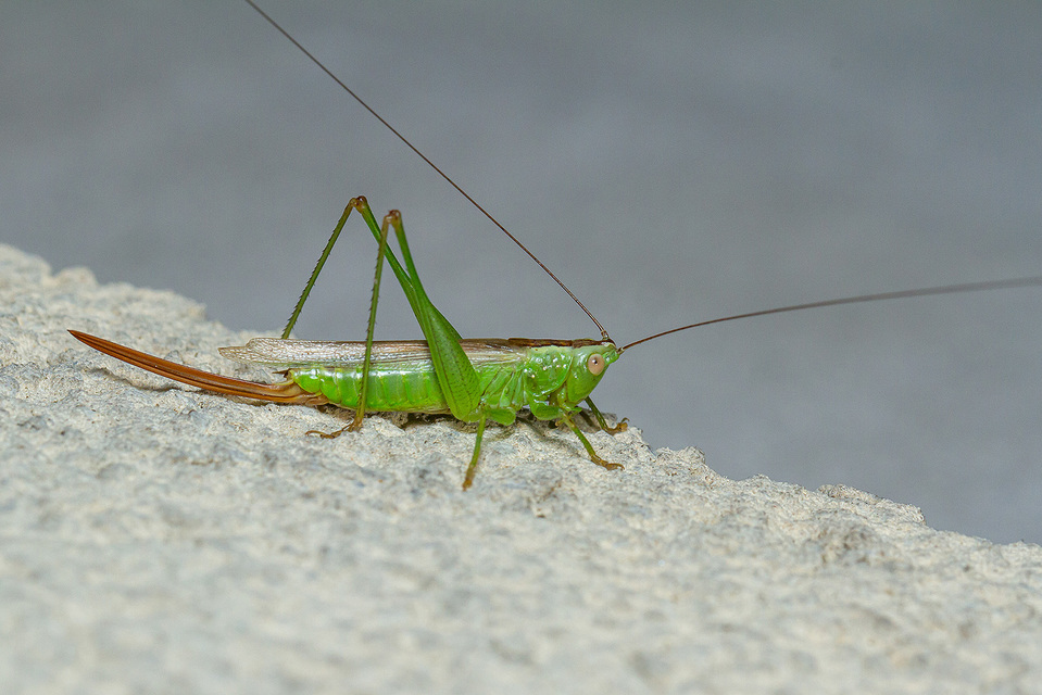 Conocephalus fuscus - kis kúpfejűszöcske