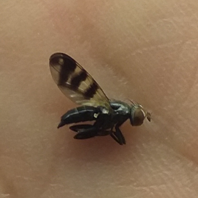 Ceroxys