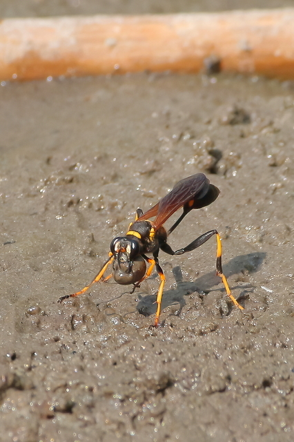 Sceliphron caementarium - feketenyelű lopódarázs