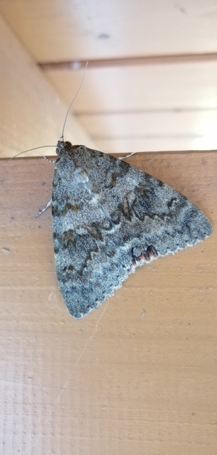 Catocala elocata - közönséges övesbagoly