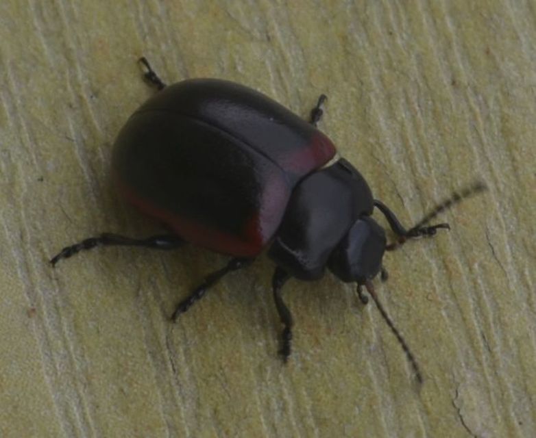 Chrysolina limbata - keretes levélbogár