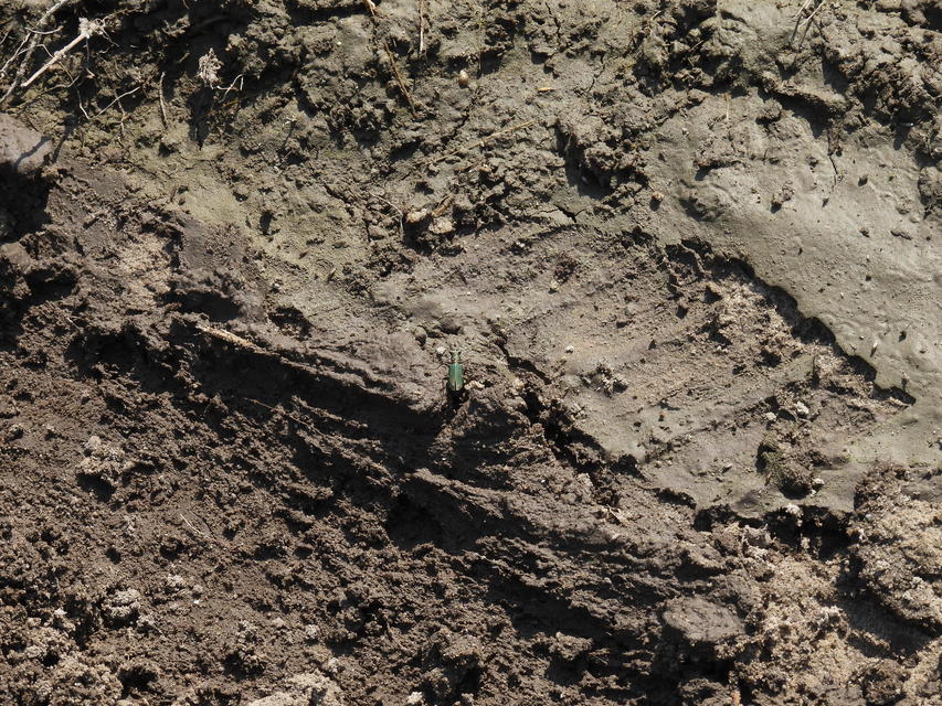 Cylindera germanica - parlagi homokfutrinka